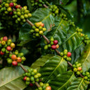 Filament Coffee Brew Bags - Bright Fresh & Fruity (150g | 10 Drip Filter Bags)