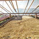 Filament Coffee Brew Bags - Rich Bold & Punchy (150g | 10 Drip Filter Bags)