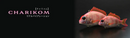 Little Jack Charikom 75mm Lure (Assorted Colours)