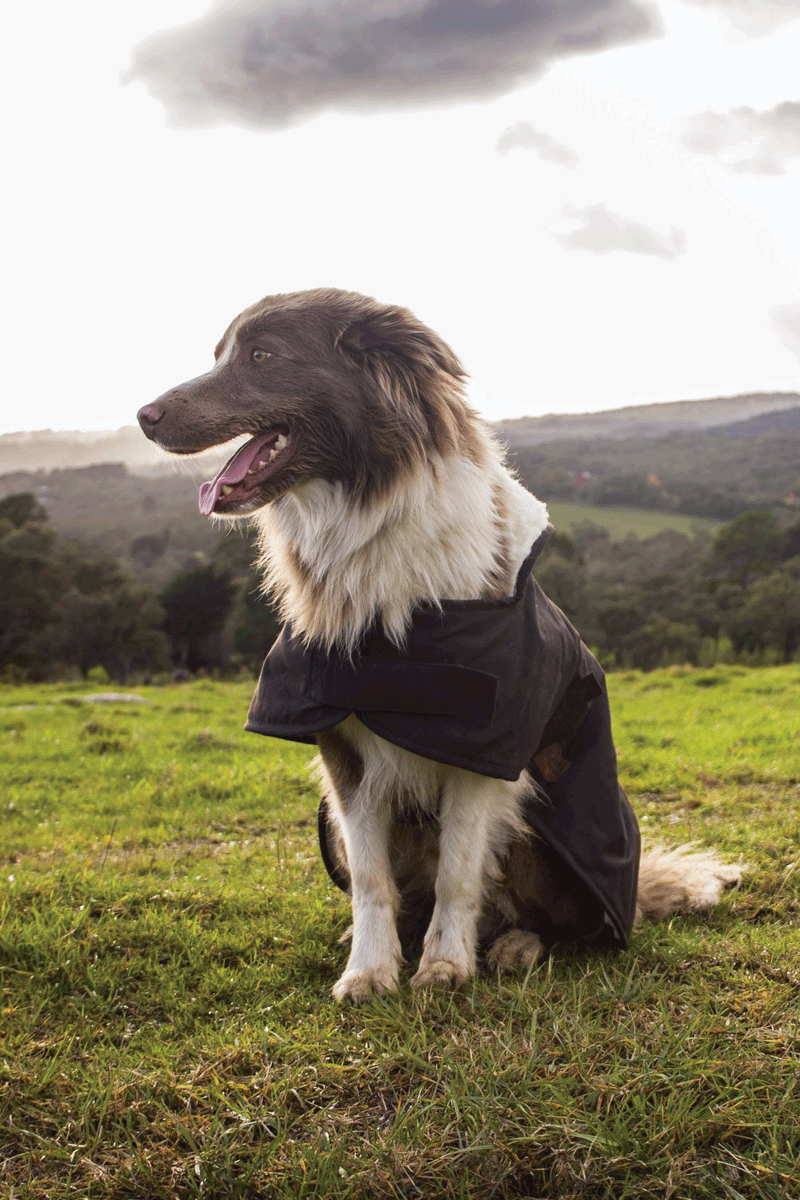 Burke & Wills Dog Coat - Brown