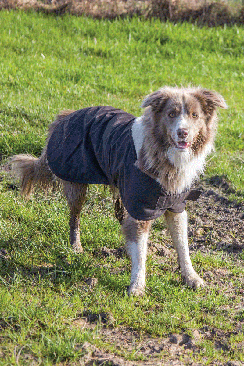 Burke & Wills Dog Coat - Brown