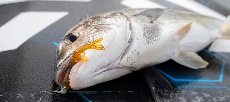 Daiwa Bait Junkie 2.35" Prawn Soft Plastic Lure