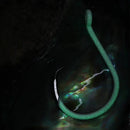 BKK Glow Heavy Circle Hooks 9/0 25pce