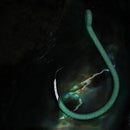 BKK Glow Heavy Circle Hooks 7/0 25pce