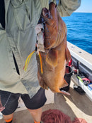 Getaway Outdoors PEC Demersal Fly Rig 120lb - Custom Made