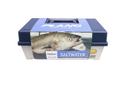 Plano Gillies Saltwater 101 Piece Tackle System Kit Box (Target Species Edition)