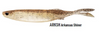 Nomad Design Tackle Live Ops Fallout Minnow 5" Soft Plastic (Assorted Colours)