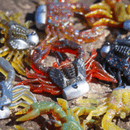 Rapala Crush City 1.5" Trickster Lure (Assorted Colours)