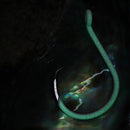 BKK Glow Heavy Circle Hooks 8/0 5pce